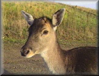 La biche (cavaill)...