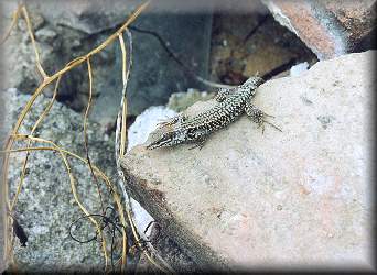 Le lzard...