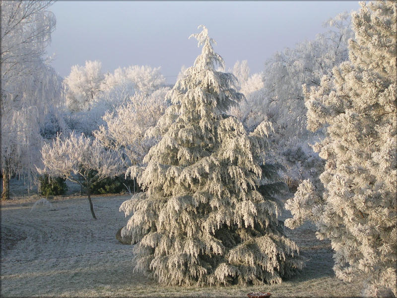Givre hiver 2006